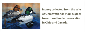 Wetlands stamp artwork by Joel Rogers